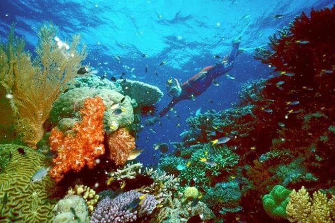 Australia's Great Barrier Reef. (Reuters)