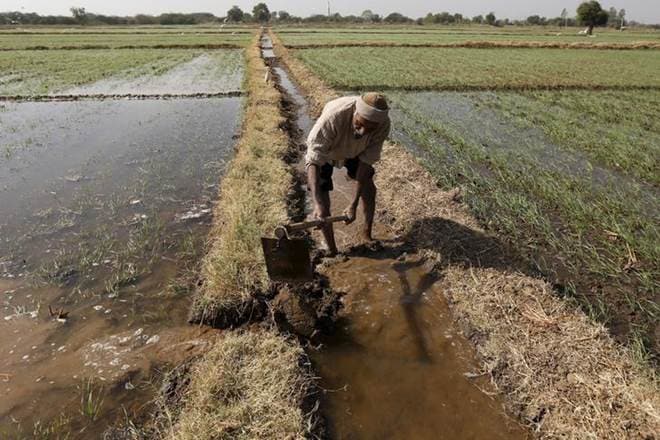 Even private parties are entering agricultural research. (Reuters) Even private parties are entering agricultural research. (Reuters)