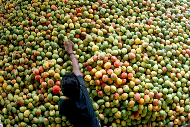 Singh said that Japan is expected to import a good amount of mangoes this year and if South Korea welcomes Indian varieties, it will open up the market in the Far East as well as Southeast Asian countries. (Reuters) Singh said that Japan is expected to import a good amount of mangoes this year and if South Korea welcomes Indian varieties, it will open up the market in the Far East as well as Southeast Asian countries. (Reuters)