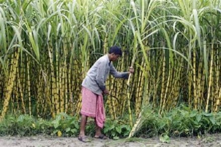Soon, your car could be powered by sugarcanes