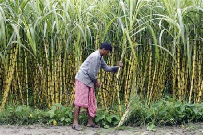 Soon, your car could be powered by sugarcanes