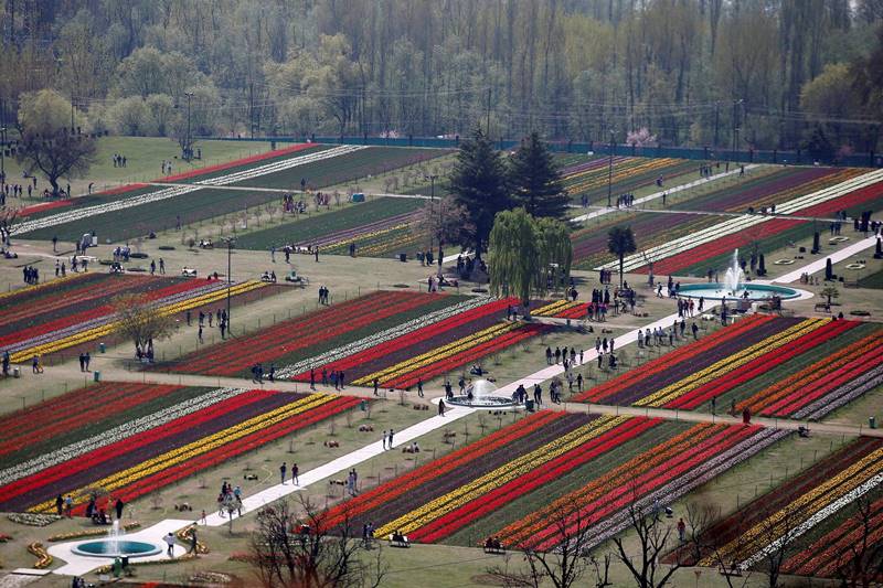 tulip, tulip garden, tulip garden news, asia largest tulip garden, asia biggest tulip garden, kashmir tulip garden, srinagar tulip garden, tulip flower, flower tulip, tulip flowers, financial express gallery, kashmir news