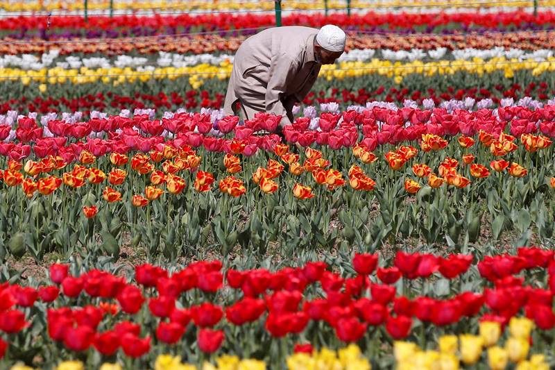 tulip, tulip garden, tulip garden news, asia largest tulip garden, asia biggest tulip garden, kashmir tulip garden, srinagar tulip garden, tulip flower, flower tulip, tulip flowers, financial express gallery, kashmir news