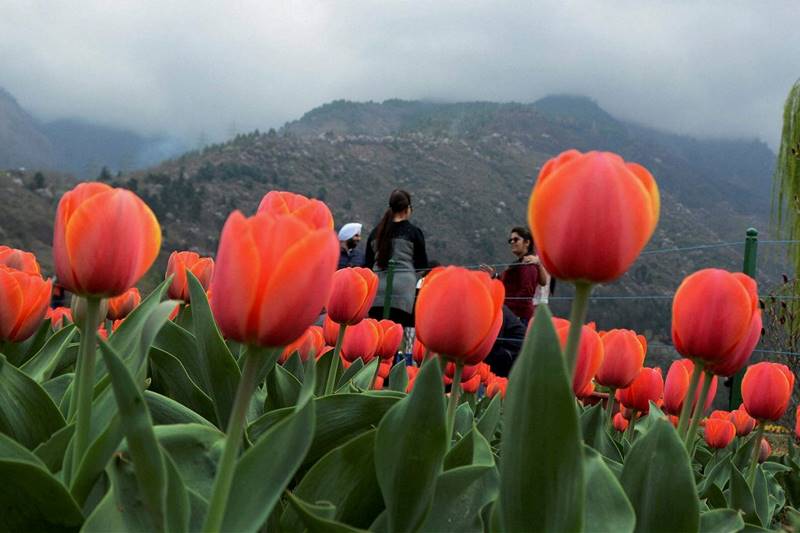 tulip, tulip garden, tulip garden news, asia largest tulip garden, asia biggest tulip garden, kashmir tulip garden, srinagar tulip garden, tulip flower, flower tulip, tulip flowers, financial express gallery, kashmir news