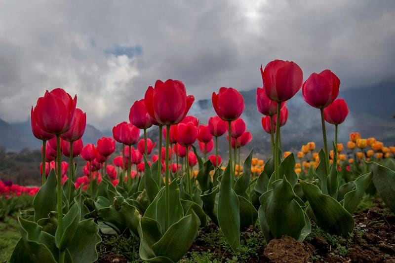 tulip, tulip garden, tulip garden news, asia largest tulip garden, asia biggest tulip garden, kashmir tulip garden, srinagar tulip garden, tulip flower, flower tulip, tulip flowers, financial express gallery, kashmir news