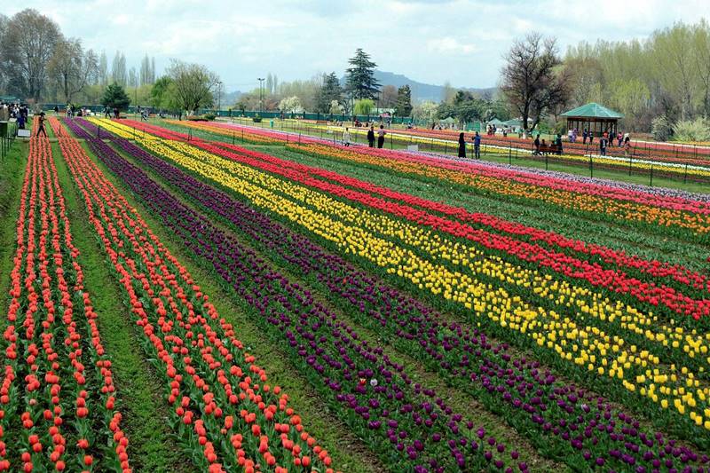 tulip, tulip garden, tulip garden news, asia largest tulip garden, asia biggest tulip garden, kashmir tulip garden, srinagar tulip garden, tulip flower, flower tulip, tulip flowers, financial express gallery, kashmir news
