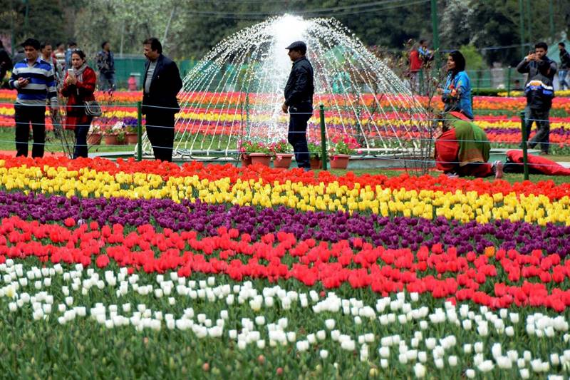 tulip, tulip garden, tulip garden news, asia largest tulip garden, asia biggest tulip garden, kashmir tulip garden, srinagar tulip garden, tulip flower, flower tulip, tulip flowers, financial express gallery, kashmir news