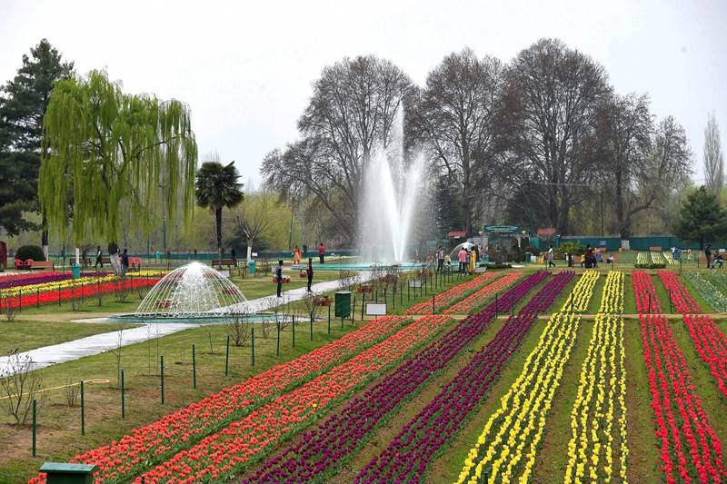 tulip, tulip garden, tulip garden news, asia largest tulip garden, asia biggest tulip garden, kashmir tulip garden, srinagar tulip garden, tulip flower, flower tulip, tulip flowers, financial express gallery, kashmir news