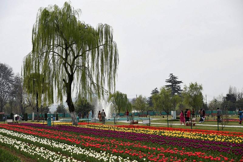 tulip, tulip garden, tulip garden news, asia largest tulip garden, asia biggest tulip garden, kashmir tulip garden, srinagar tulip garden, tulip flower, flower tulip, tulip flowers, financial express gallery, kashmir news