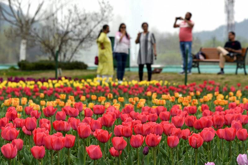 tulip, tulip garden, tulip garden news, asia largest tulip garden, asia biggest tulip garden, kashmir tulip garden, srinagar tulip garden, tulip flower, flower tulip, tulip flowers, financial express gallery, kashmir news