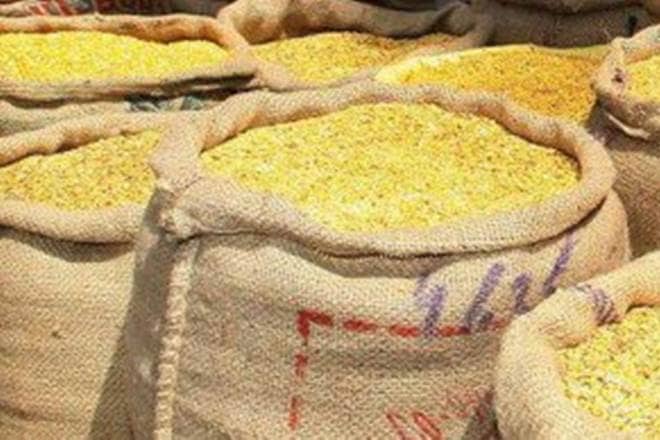 The state government claims that over 40 lakh quintals of tur has been purchased through the procurement programme. (PTI)
