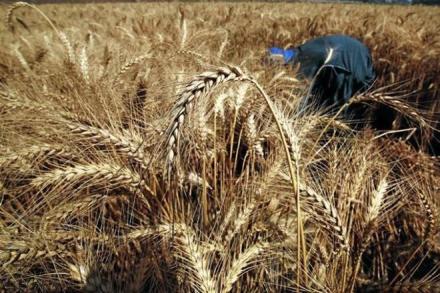 The quantum of wheat procurement till Thursday is 12% more than grain purchased from the farmers during same period last year. (Reuters) The quantum of wheat procurement till Thursday is 12% more than grain purchased from the farmers during same period last year. (Reuters)