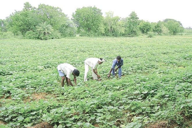 The main objective is to assure procurement from farmers at remunerative prices, while mitigating risks arising due to price fluctuations, especially of perishable commodities. The main objective is to assure procurement from farmers at remunerative prices, while mitigating risks arising due to price fluctuations, especially of perishable commodities.