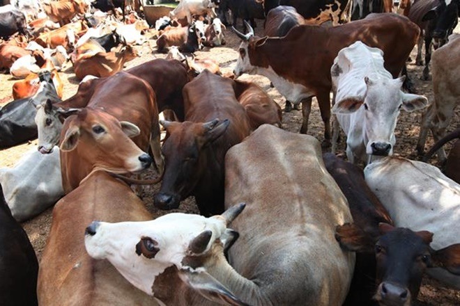 cattle slaughter ban, sale of cattle for slaughter, ban on sale of cattle for slaughtering, cow slaughter, cow slaughter protests, madras high court, cattle slaughter in india cattle slaughter ban, sale of cattle for slaughter, ban on sale of cattle for slaughtering, cow slaughter, cow slaughter protests, madras high court, cattle slaughter in india