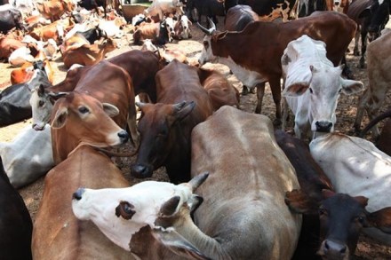 cattle slaughter ban, sale of cattle for slaughter, ban on sale of cattle for slaughtering, cow slaughter, cow slaughter protests, madras high court, cattle slaughter in india cattle slaughter ban, sale of cattle for slaughter, ban on sale of cattle for slaughtering, cow slaughter, cow slaughter protests, madras high court, cattle slaughter in india