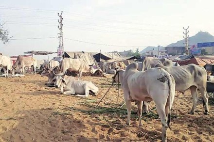 The issue before the apex court also included concern over smuggling of cattle to Nepal for being sacrificed at the Gadhimai festival, held once in five years, and a petition relating to it filed before the festival in 2014. (Source: IE)