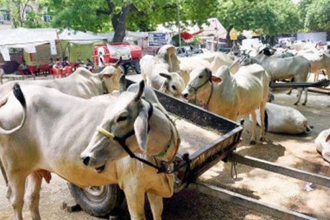 cow slaughter, sale of cow for slaughter, cow sale ban, cow trade, cow trade ban, narendra modi, modi cow, modi cow slaughter, cow slaughter ban