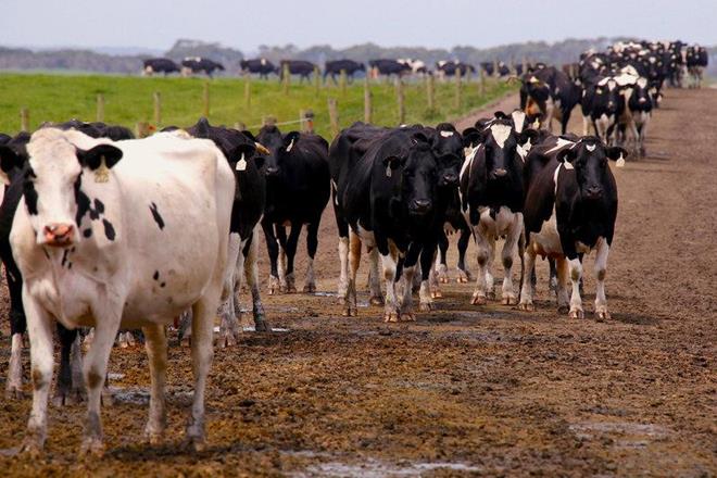 The milk producer’s sudden tumble in Hong Kong trading on March 24 cut the value of Yang’s stake to $530 million from $3.6 billion. (Representative image: Reuters)