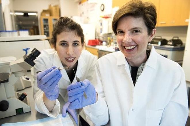 The discovery is a major step forward in treating patients with tissue damage after a heart attack, researchers at University of Minnesota in the US said. (University of Minnesota)