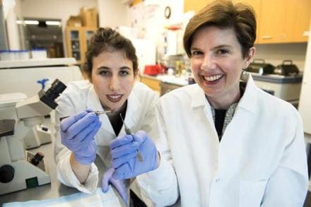 The discovery is a major step forward in treating patients with tissue damage after a heart attack, researchers at University of Minnesota in the US said. (University of Minnesota)