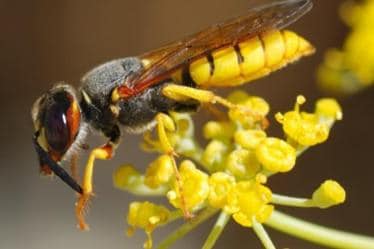  Red-eyed mutant wasps, CRISPR, University of California, PSR, RNA, DNA, Omar Akbari