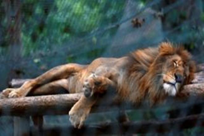 UK zoos fear no Brexit deal could impact endangered species