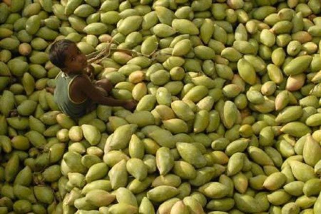 More than 25 per cent of the mango harvest, specially in the Malihabad mango belt has been damaged with most fruits falling off due to gusty winds. (Reuters) More than 25 per cent of the mango harvest, specially in the Malihabad mango belt has been damaged with most fruits falling off due to gusty winds. (Reuters)
