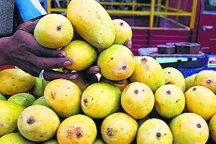 Mango exports, MangoNet, APEDA, MSAMB, Govind Hande, Maharahstra Horticulture Department, Indian mangoes
