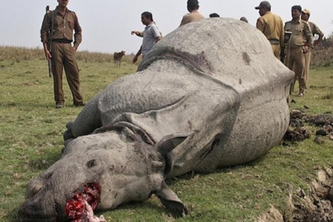 The West Bengal forest department has handed over the probe into the poaching of two one-horned rhinos in the Gorumara National Park. (Reuters)