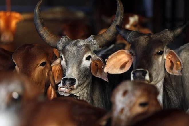 cattle sale ban, cattle sale ban karnataka, developments on ban, karnataka, ban on cattle sale, cattle slaughter, Animals Act, Karnataka Prevention of Cow Slaughter , animal markets, cattle rearers, export of meat, trade of meat, export of leather, west bengal cattle sale ban cattle sale ban, cattle sale ban karnataka, developments on ban, karnataka, ban on cattle sale, cattle slaughter, Animals Act, Karnataka Prevention of Cow Slaughter , animal markets, cattle rearers, export of meat, trade of meat, export of leather, west bengal cattle sale ban