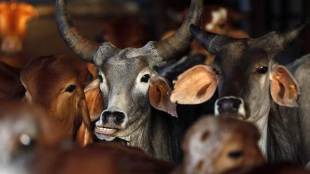 beef ban, meat ban, meat ban impact, beef export ban, job loss due to beef ban