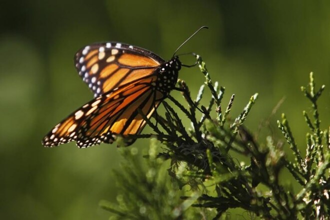 The Acentria's fritillary seems to be endemic in northern Israel and the neighbouring territories of Syria and Lebanon. (Representational Image: Reuters)