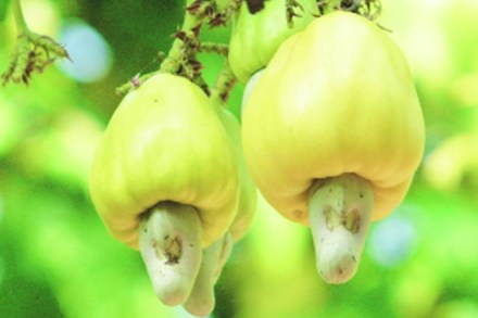 Cashew nut prices, global markets, Vijayalakshmi Cashews, Samson’s Trading