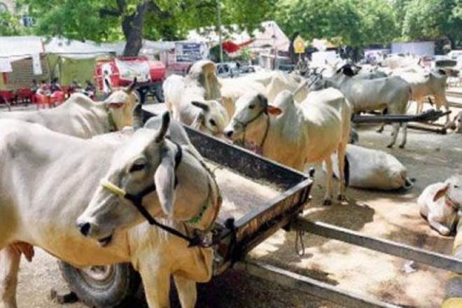 High Court, HC on cattle smuggling, smuggling of cattle at highway toll, Gau Raksha Dal, G K Vyas High Court, HC on cattle smuggling, smuggling of cattle at highway toll, Gau Raksha Dal, G K Vyas
