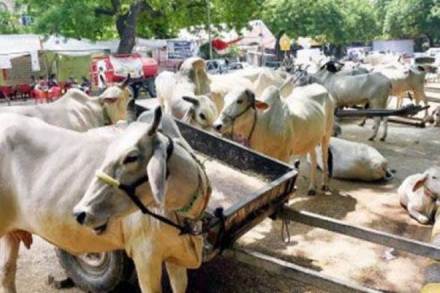 High Court, HC on cattle smuggling, smuggling of cattle at highway toll, Gau Raksha Dal, G K Vyas High Court, HC on cattle smuggling, smuggling of cattle at highway toll, Gau Raksha Dal, G K Vyas