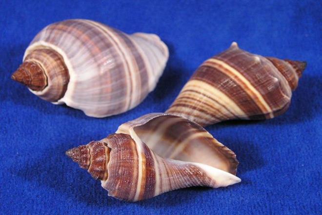 Conch shells, gen-next helmets, helmets, body armours, MIT, MIT scientists, scientists, Grace Gu, US, 3D printing, armour Conch shells, gen-next helmets, helmets, body armours, MIT, MIT scientists, scientists, Grace Gu, US, 3D printing, armour