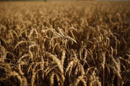 Of the total premium collected in 2016-17, farmers' share was Rs 2,685 crore. Under the PMFBY, farmers pay very low premium, while the rest is paid equally by the Centre and states. (Reuters) Of the total premium collected in 2016-17, farmers' share was Rs 2,685 crore. Under the PMFBY, farmers pay very low premium, while the rest is paid equally by the Centre and states. (Reuters)