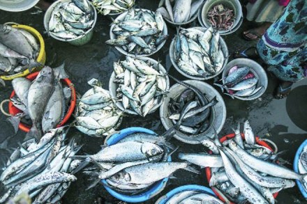 What is significant is that the rejection rate has refused to slip from its low plateau, despite EU raising its rejection benchmarks by as much as five times. 