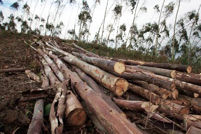The order came on a plea filed by NGO Friends seeking an inquiry into the alleged illegal felling of trees in Bharat Ratna Pandit Govind Ballabh Pant High Altitude Zoo. (Representative image: Reuters)