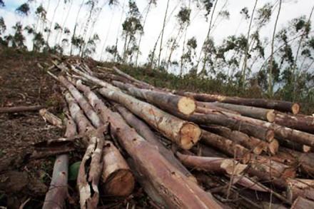 The order came on a plea filed by NGO Friends seeking an inquiry into the alleged illegal felling of trees in Bharat Ratna Pandit Govind Ballabh Pant High Altitude Zoo. (Representative image: Reuters)