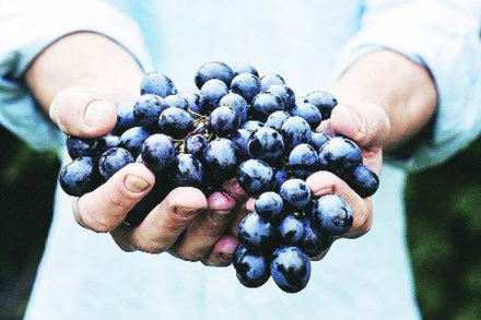 Indian grapes, Indian grapes season, Chilean grapes, European markets, All Indian Grape Exporters' Association, horticulture department