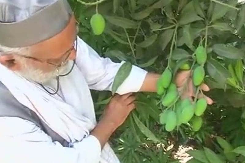 yogi adityanath, mango, mango new variety, yogi adityanath mango, uttar pradesh mango, Kalimullaha mango