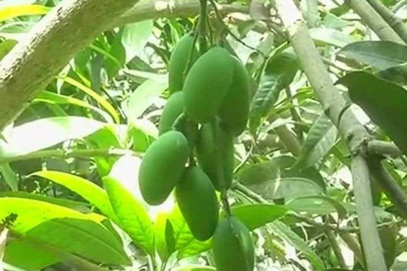 yogi adityanath, mango, mango new variety, yogi adityanath mango, uttar pradesh mango, Kalimullaha mango