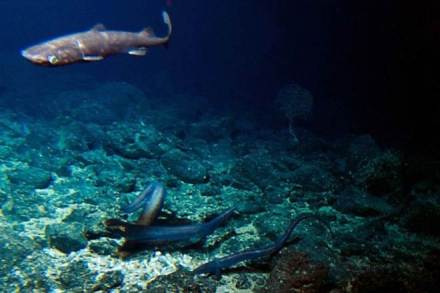 At the retail level, the estimated value was Rs 73,289 crore with an increase of 12.44% over the previous year, CMFRI sources said. (AP)