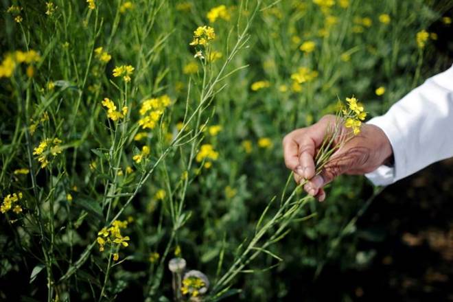 "GM crops affect farmers as they end up relying on companies who supply the seeds, thus giving no scope for reproduction of seeds," said a German native, living in India for seven years and associated with an urban farming company. (Reuters)