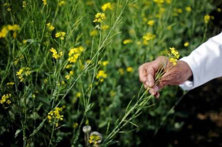 "GM crops affect farmers as they end up relying on companies who supply the seeds, thus giving no scope for reproduction of seeds," said a German native, living in India for seven years and associated with an urban farming company. (Reuters)