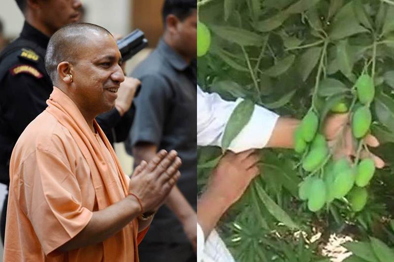 yogi adityanath, mango, mango new variety, yogi adityanath mango, uttar pradesh mango, Kalimullaha mango