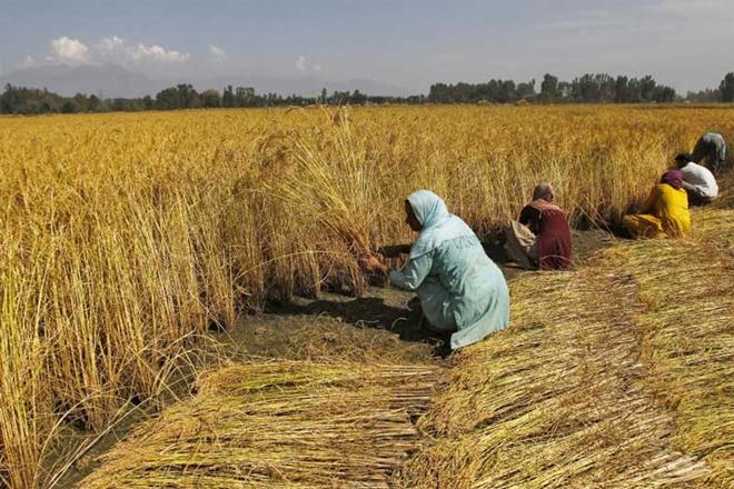 A Taxation Enquiry Commission set up in 1953-54 suggested a revision of tax laws that would take into consideration the changes in the price of agricultural output. (Reuters) A Taxation Enquiry Commission set up in 1953-54 suggested a revision of tax laws that would take into consideration the changes in the price of agricultural output. (Reuters)