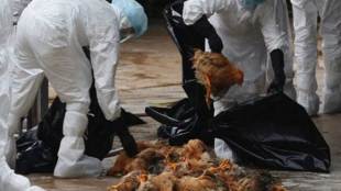 CHINA, nationwide pultry vaccination, bird flu, China programme, Farmers in China, vaccination, 