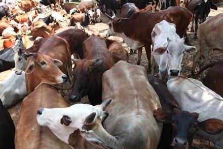 cattle slaughter ban, sale of cattle for slaughter, ban on sale of cattle for slaughtering, cow slaughter, cow slaughter protests, madras high court, cattle slaughter in india cattle slaughter ban, sale of cattle for slaughter, ban on sale of cattle for slaughtering, cow slaughter, cow slaughter protests, madras high court, cattle slaughter in india